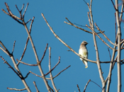 Alert Cedar Waxwing
