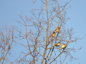 Cluster of Cedar Waxwings