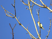 Another Cedar Waxwing