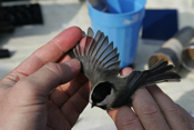 Primary-Secondary Chickadee Feathers