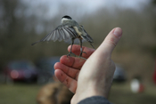 Carolina Chickadee Free at Last