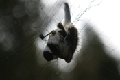 Carolina Chickadee in Net