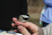 In Hand Caorlina Chickadee