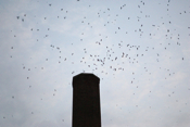 Miami Chimney Swifts
