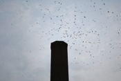 Circling Chimney Swifts