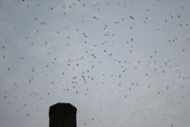 Amazing Chimney Swifts