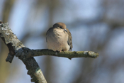 Cold Mourning Dove