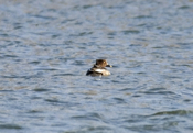 Female Common Goldeneye