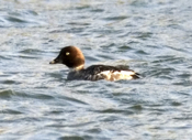 Female Common Goldeneye