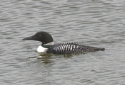 Common Loon "Left View"