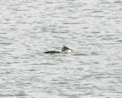 Common Loon "Fishing"