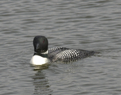 Common Loon "Breeding Colors"