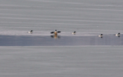 Common Merganser