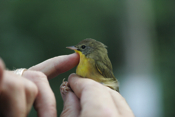 Common Yellowthroat Diagnostics