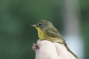 Common Yellowthroat in Hand 