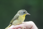 Hatch-year Common Yellowthroat