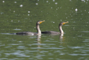 Cormorant Juvenile Pair