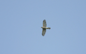 Coopers Hawk Flight