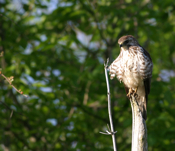 Sharp-shinned Hawk on Post