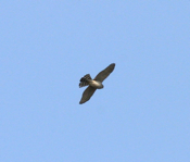 Cooper's Hawk "Brookville Reservoir"