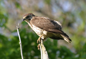 Sharp-shinned Hawk Close-up