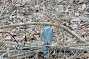 Cooper's Hawk