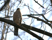 Cooper's Hawk "Full Frontal"