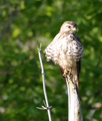 Sharp-shinned Hawk Another Frontal