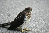 Juvenile Cooper's Hawk