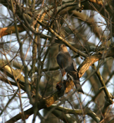 Cooper's Hawk "Wary of Me"