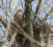 Cooper's Hawk Midday