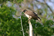 Sharp-shinned Hawk Side View