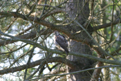 Sharp-shinned Hawk Rear View