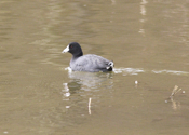 American Coot Closeup