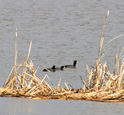 American Coots