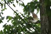 Inflight Yellow-billed Cuckoo with Insect