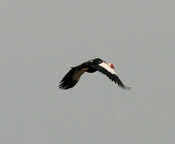 Domestic Muscovy