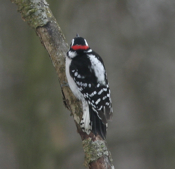 Downy Woodpecker