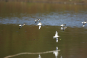 Dunlins Were Everywhere