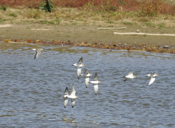 Ventral View Dunlin Flock