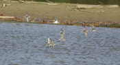 Dunlins Evading Phantom Predators