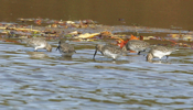Feeding Dunlins