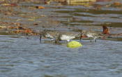 Dunlins and Osage Orange
