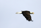Side View Adult Bald Eagle