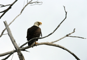 Pissed Off Bald Eagle