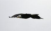 Eagle Eye