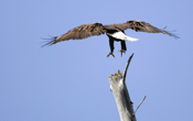Landing Adult Bald Eagle