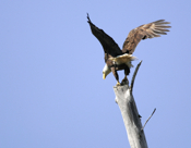 The Eagle Has Landed