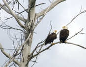 Closer to Bald Eagle Parents