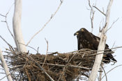 Eagle Young